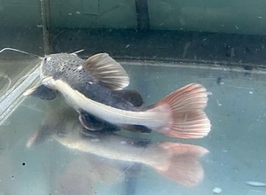 レッドテールキャット　20cm　1匹 [25023]　不二熱帯魚