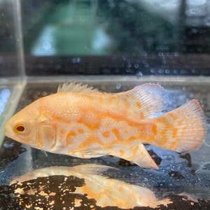 アルビノタイガーオスカー　6cm～10cm　1匹 [26081]不二熱帯魚