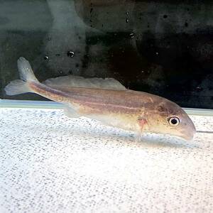 ドルフィンモルミルス　5cm±　2匹 [30001]　不二熱帯魚