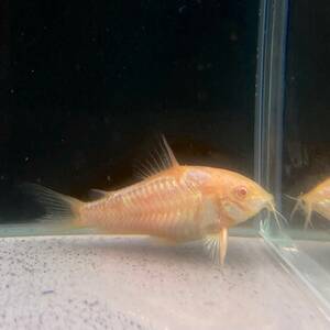 コリドラス・アルビノパレアタス　MLサイズ　5匹 [22111] 不二熱帯魚