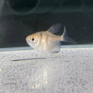  black Tetra M size 10 pcs [10303] un- two tropical fish 