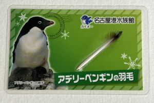 アデリーペンギンの羽毛　カード　名古屋港水族館　