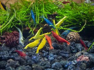  Cherry shrimp set total 20 pcs yellow Cherry * ultimate fire .* bell bed blue * blue Jerry * orange Cherry * snow white 