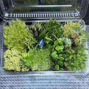 天然苔　こけ　植物詰め合わせ！コツボゴケ　カサゴケ　ホウオウゴケ等 n