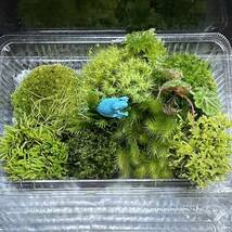 天然苔　こけ　植物詰め合わせ！ヒノキゴケ　カサゴケ　タマゴケ等 bl_画像3