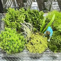 天然苔　こけ　植物詰め合わせ！ムチゴケ　ホウオウゴケ　カサゴケ等　14種　tb_画像3