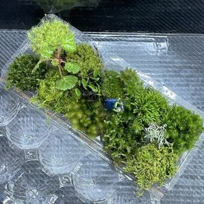 天然苔 こけ 植物詰め合わせ！コツボゴケ ヒノキゴケ カサゴケ等 15種 tnの画像2