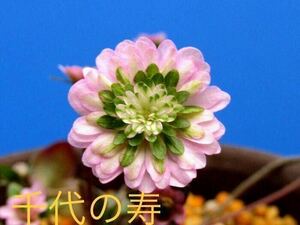 雪割草　千代の寿　千重咲　2芽