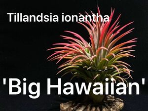 ティランジア イオナンタ ビッグハワイアン / チランジア エアプランツ エアープランツ 交配種 大型種 イオナンタ 