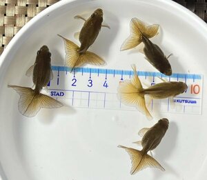 ☆土佐錦・二歳魚・約4～4.5cm・5匹☆