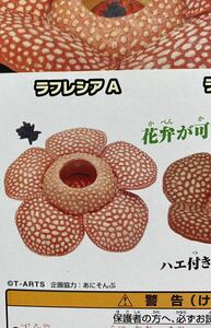 ★ミニチュアフィギュア★巨大花と食虫植物　ガチャガチャ　ラフレシアA