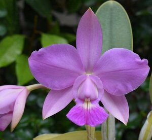 洋蘭カトレア原種 c.walkeriana tipo 初花付