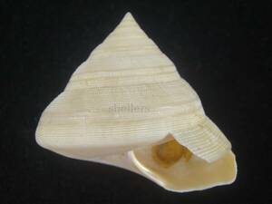 貝 標本 ヒメオキナエビス　大　アルビノ
