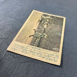 超貴重 戦前 絵葉書 少年倶楽部絵はがき ベーブルース 日米野球 1929年昭和4年8月 少年倶楽部 付録 野球カード ポストカード 繪はがきの画像8