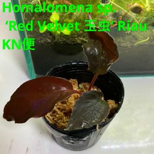 Homalomena sp. ‘Red Velvet 玉虫’ Riau KN便