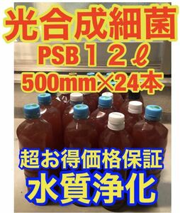 沖ちゃんメダカ【送料無料】濃縮　光合成細菌PSB 12Lバクテリア　メダカ　めだか　金魚　グッピー　稚魚　針子500ml 24本 12リットル