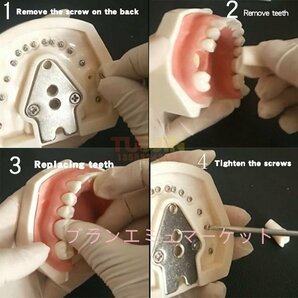 歯科用ファントムヘッドモデル、歯科用シミュレーターファントムヘッドトレーニング付き/歯モデル、トレーニング用歯科教育マネキン歯科歯の画像3