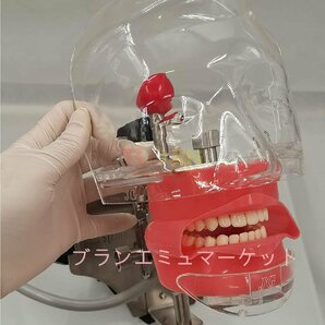 歯科用ファントムヘッドモデル、歯科用シミュレーターファントムヘッドトレーニング付き/歯モデル、トレーニング用歯科教育マネキン歯科歯の画像6
