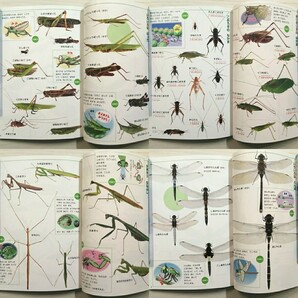 自然図鑑★送料185円 虫 草花 水辺の生き物 動物 鳥 蝶 カブト虫 蝉 トンボ バッタ 猫 犬 ゾウ キリンライオン 猿 キツネ クジラ ペンギンの画像7