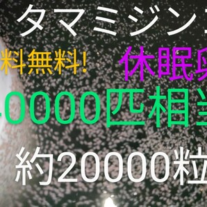 送料無料! タマミジンコ 休眠乾燥卵 40000匹相当（約20000個）常温保存 取説付 めだか グッピー 金魚 熱帯魚餌の画像1