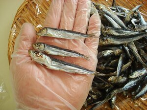 . ground circle middle snack .! genuine ... element dried 500g rom and rear (before and after) ( Yamaguchi prefecture production )! natural no addition ... picton herring .