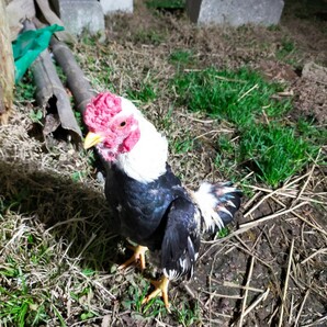 「GW限定1000円スタート」小軍鶏白笹食用有精卵、食用卵、卵５個の画像1