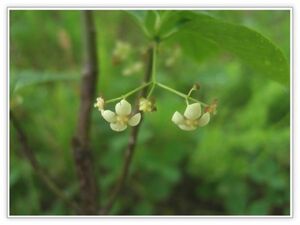 【山野草・樹木】ヒロハツリバナ（広葉吊花）・12cmポット品