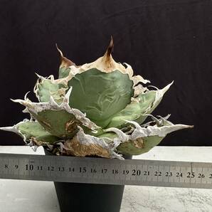 PTL003 Agave oteroi Oaxaca special株 アガベ オテロイ 強棘 スペシャル の画像2