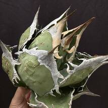 PTL007 Agave oteroi Oaxaca special株 アガベ オテロイ 強棘 スペシャル _画像1