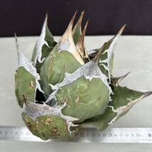 PTL007 Agave oteroi Oaxaca special株 アガベ オテロイ 強棘 スペシャル _画像2