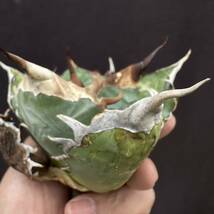 PTL021 Agave oteroi Oaxaca special株 アガベ オテロイ 強棘 スペシャル _画像8