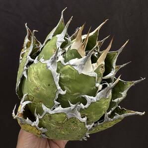 PTL023 Agave oteroi Oaxaca special株 アガベ オテロイ 強棘 スペシャルの画像1