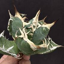 PTL024 Agave oteroi Oaxaca special株 アガベ オテロイ 強棘 スペシャル_画像4