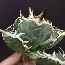 PTL024 Agave oteroi Oaxaca special株 アガベ オテロイ 強棘 スペシャル_画像9