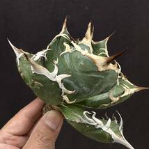 PTL024 Agave oteroi Oaxaca special株 アガベ オテロイ 強棘 スペシャル_画像1