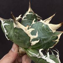 PTL024 Agave oteroi Oaxaca special株 アガベ オテロイ 強棘 スペシャル_画像5