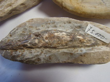 激安！魚化石白亜紀アスピドリンクス(硬骨魚類)光鱗ブラジル産3匹一括_画像2