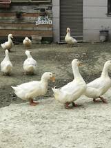 【食用】 有精卵 12個 　アヒル　合鴨　　無洗卵　食用 卵 家畜 　 平飼い 未使用_画像4