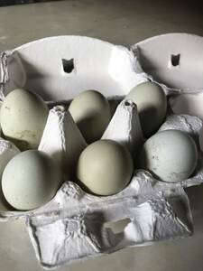ニワトリ　鶏　 ６個 有精卵　食用　アローカナの種卵６個★有精卵★食用