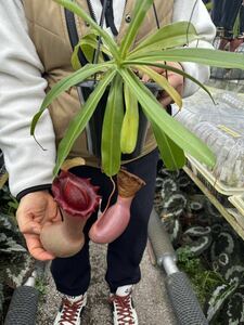 (食虫植物) I N. ventricosa (Sierra Madre Range) VL ネペンテス　ベントリコーサ