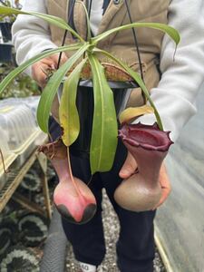 (食虫植物 ) N. ventricosa (Sierra Madre Range) VL ネペンテス　ベントリコーサ