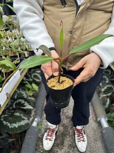 (食虫植物) N. edwardsiana Tambuyukon NL ネペンテス エドワードシアナ