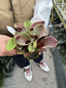 Heliamphora minor Selection A(Sal- 01) AW ヘリアンフォラ　ミノール