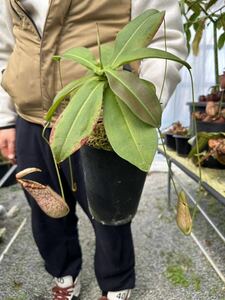 食虫植物 N.northiana red NN. ネペンテスノーシアナ