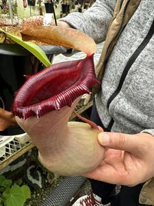 食虫植物　N. ventricosa (Sierra Madre Range) VL ネペンテス　ベントリコーサ