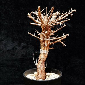 1円～ コミフォラ ミルドブラエディ 発根管理中 希少 Commiphora mildbraedii ベアルート 1円オク 2/25輸入 塊根植物 最落無し