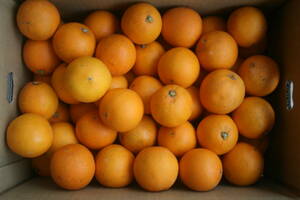 オレンジに負けない愛媛の果実 ネーブルオレンジ2Ｓ以下 ５キロ