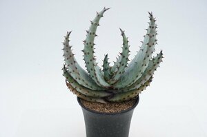 ★TO★多肉植物　アロエ・マーロッティー　マルロシー　鬼切丸　Aloe marlothii　3.5号プラ鉢植え　現品　60サイズ