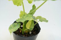 ★TO★珍種★黄斑クワズイモ　Alocasia odora 'Aureo-Variegata' アロカシア　アローカシア　アロイド　観葉植物　4.5号苗　現品　80サイズ_画像7