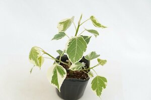 ★TO★インドボダイジュに似たフィカス・ルンフィーの斑入り　Ficus rumphii variegated　かわいい観葉植物 3号ポット苗 現品　60サイズ